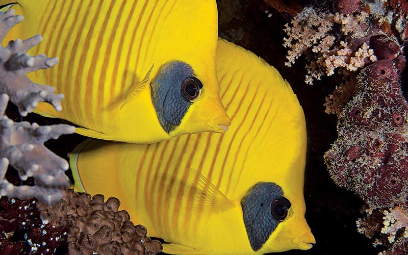 Two yellow butterfly fish poke their heads out of a crevice