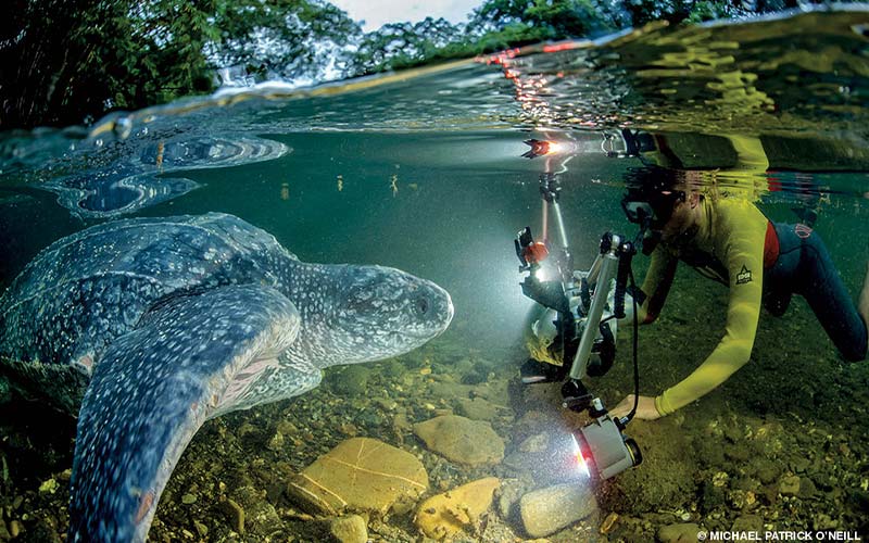 Underwater photographer shoots a leatherback turtle