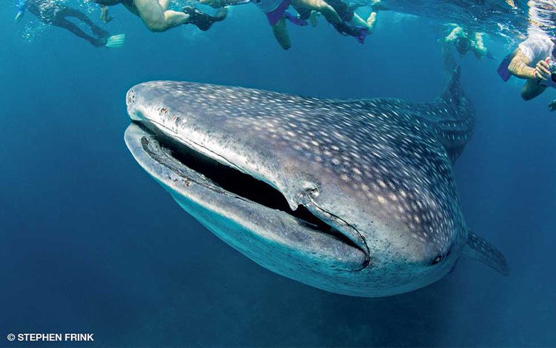 Whaleshark swims underneath swimmers