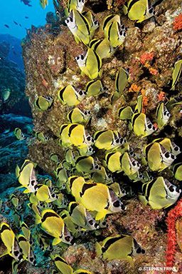 Yellow barberfish surround coral