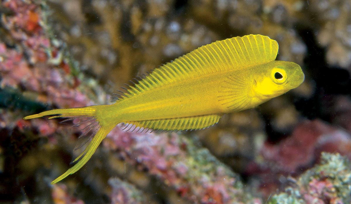 Yellow fangblenny hangs out in the water