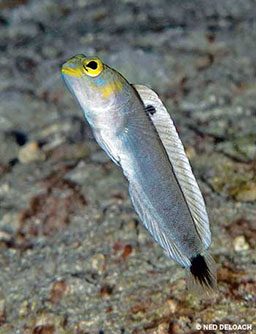 A silver fish has yellow around its mouth and eyeballs