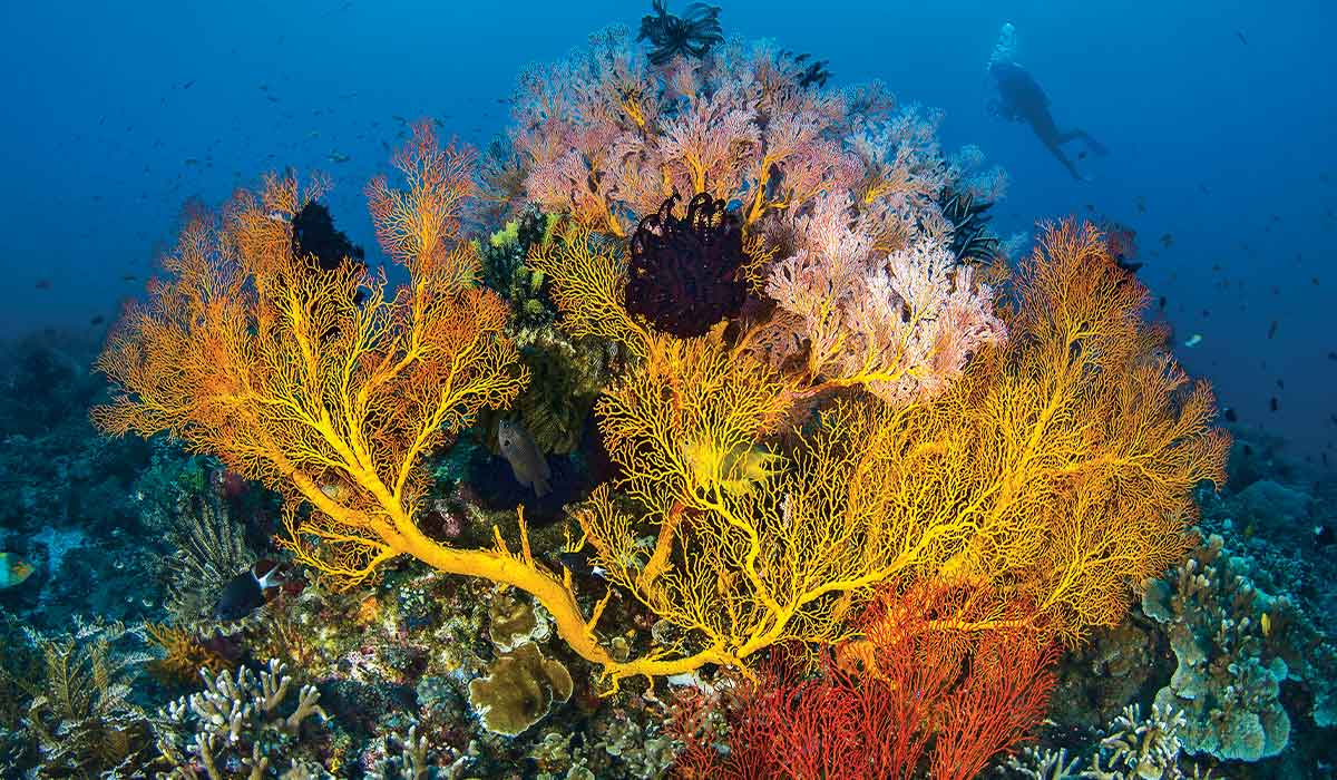 Yellow, orange and pink sea fans