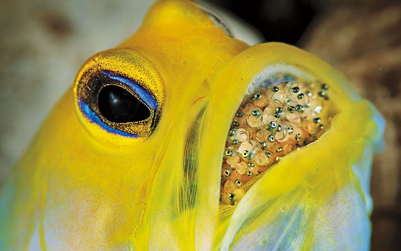 A yellowhead jawfish has its eggs in its mouth