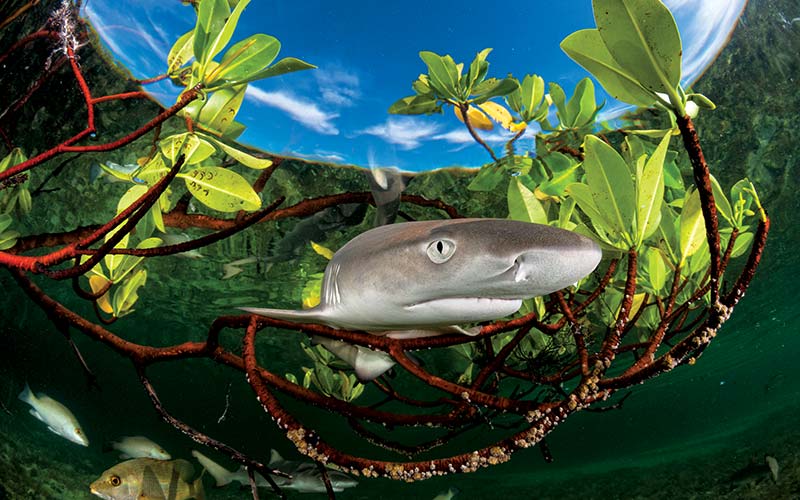 A young lemon shark swims through a mangrove forest 