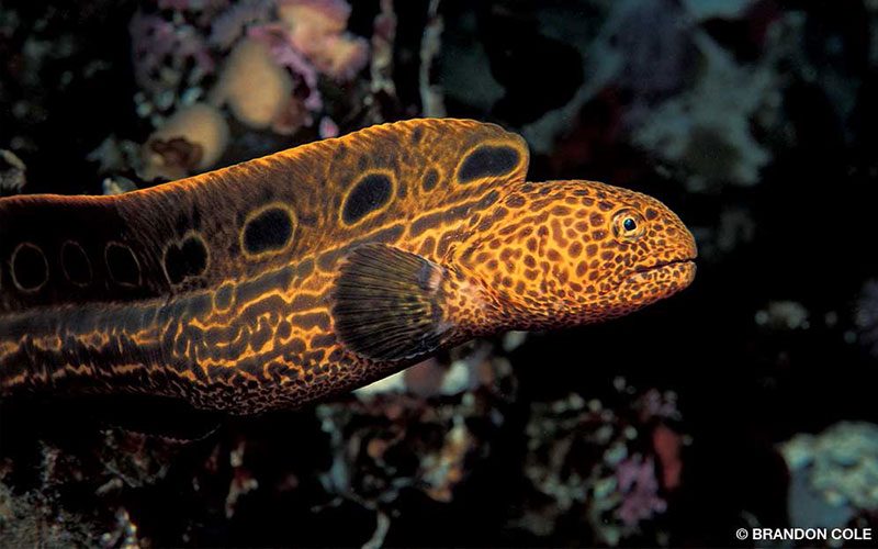 An orange-spotted wolf eel floats through