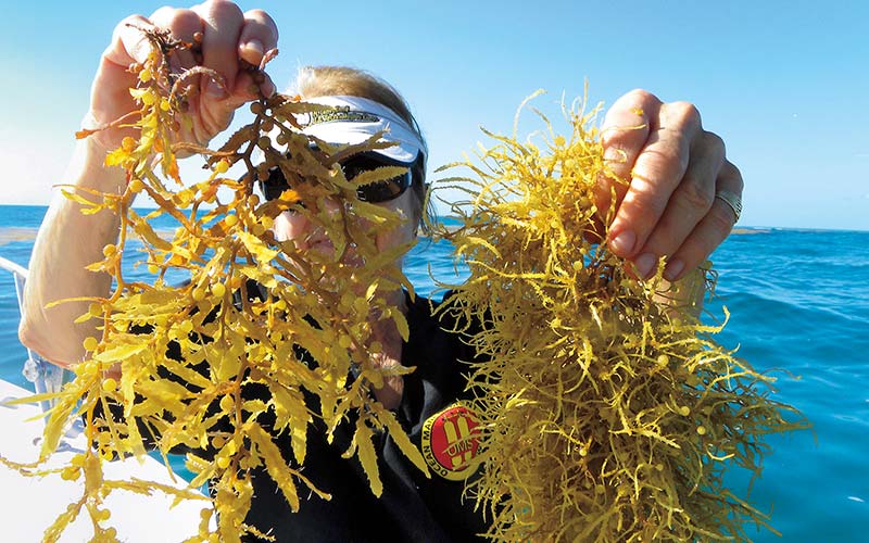 A woman is holding a sargassum plant in each hand.