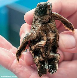 A baby loggerhead turtle being held
