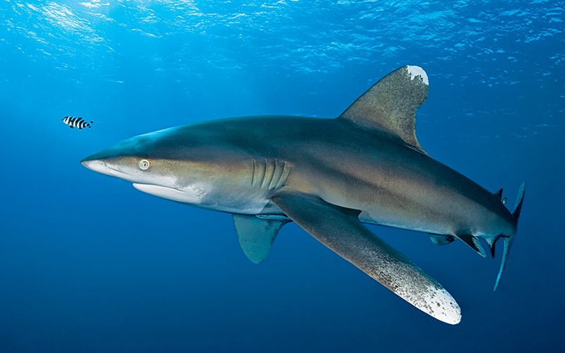 A beady-eyed shark swims behind a striped fish