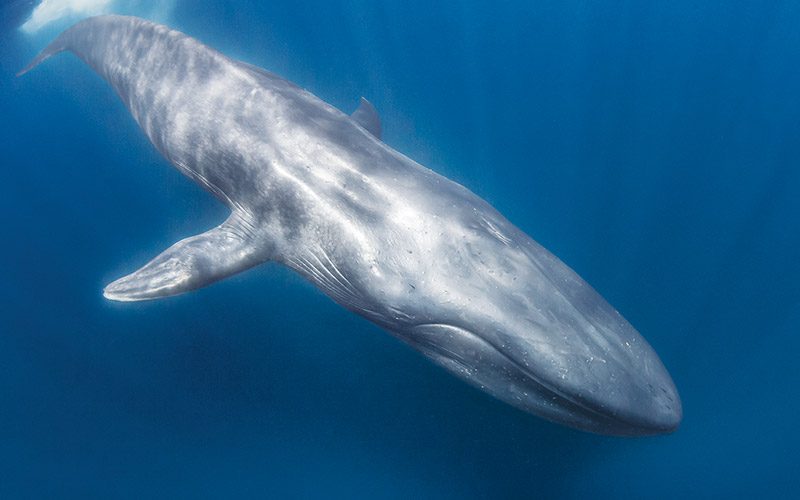 A blue whale is swimming downward