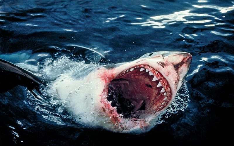 A breaching great white shark has a very bloody and toothy mouth
