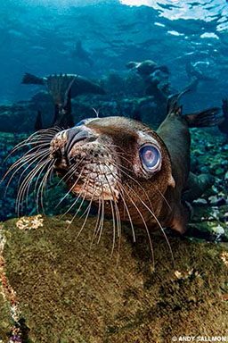 A bug-eyed seal looks at the camera