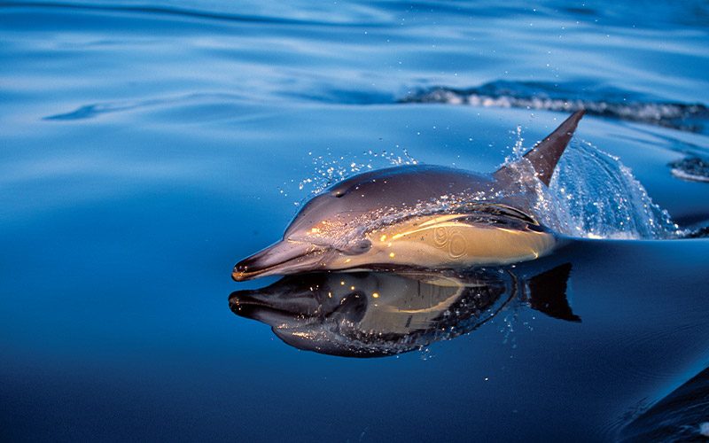 A common dolphin surfs on the top of the ocean