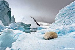 A crabeater seal sleeps on the ice in Antarctica.