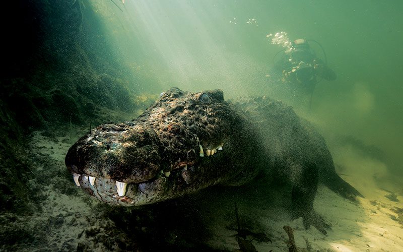 A croc shows off its snout to the camera while swimming underwater