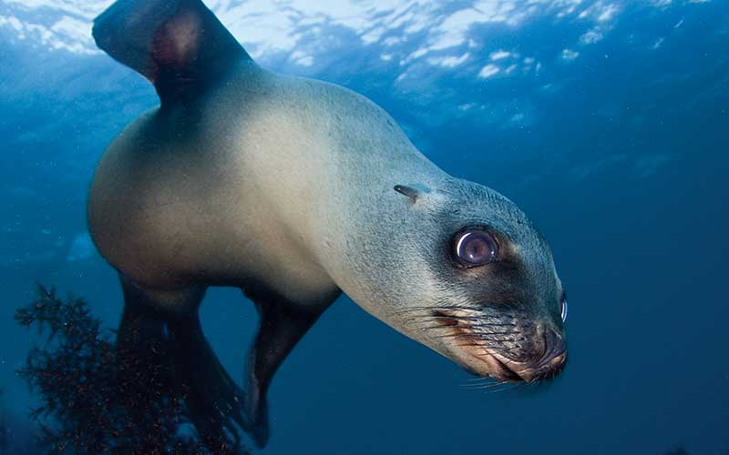 A curious seal looks at the camera