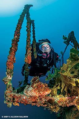 A diver pauses to examine a large scorpionfish on the HMNZS Canterbury.