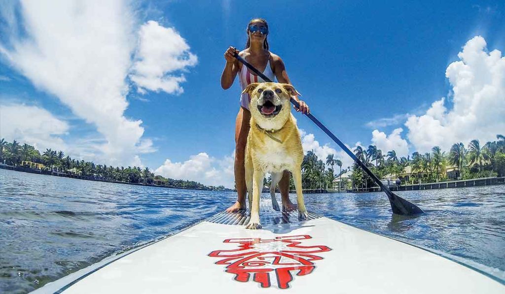 A dog is on a stand-up paddleboard with its human and having the best day