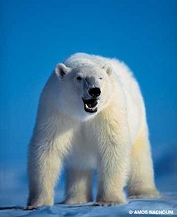 A growling polar bear stands on all four legs