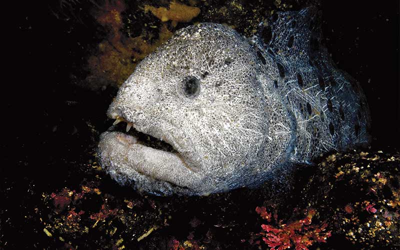 A grumpy-looking gray wolf eel