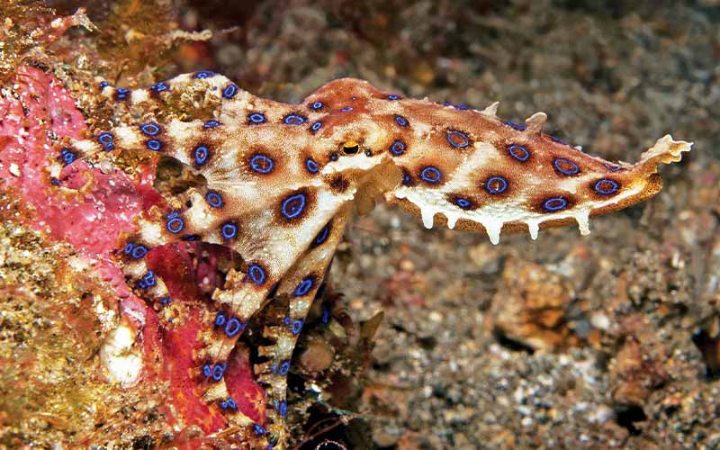 A horizontal blue-ringed octopus