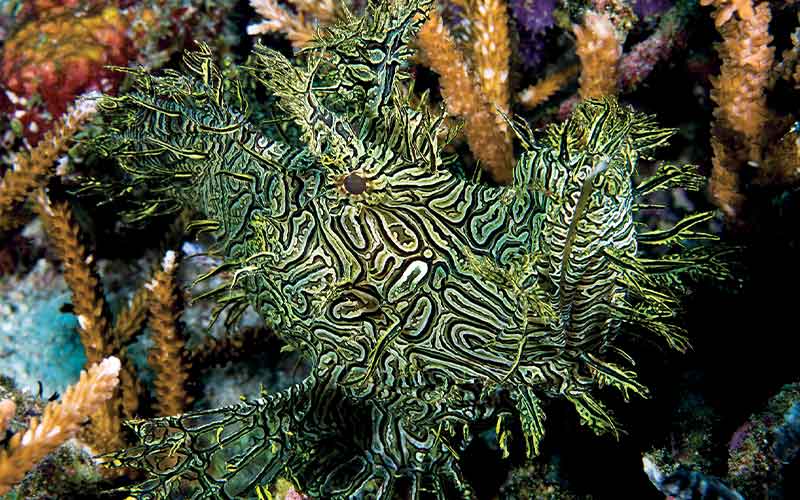 A lacy, green scorpionfish