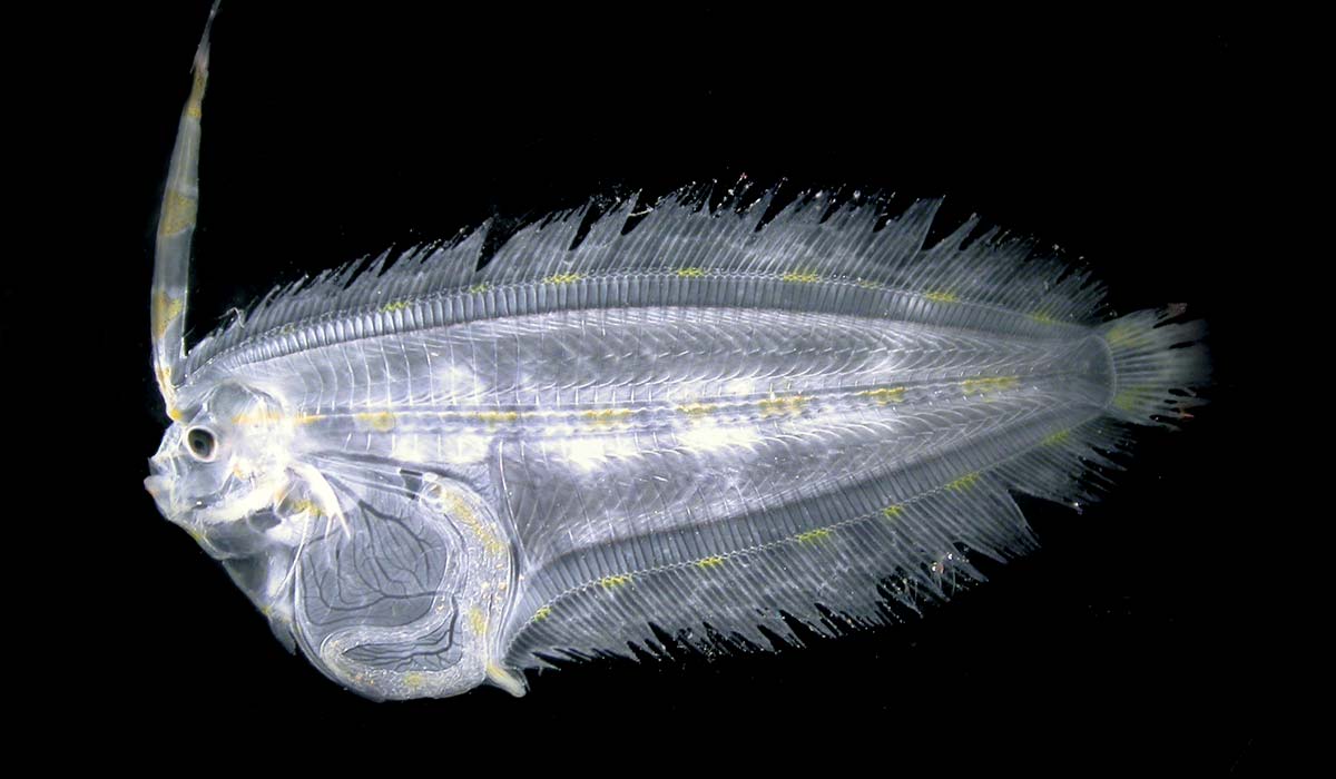 A larval flounder has a thingy hanging off its head