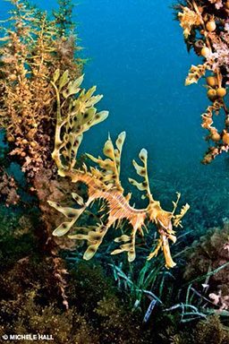 A leafy sea dragon blends into the surrounding environment