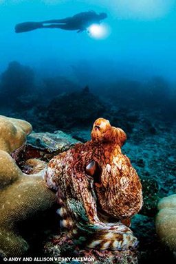 A lumpy brown octopus