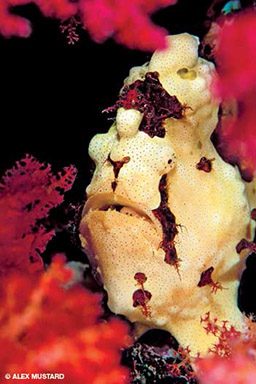 A lumpy yellow frogfish comes out of red coral