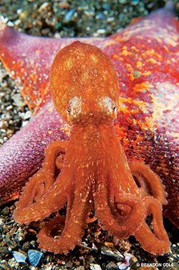 A red octopus sits on top of a pink sea star