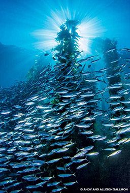 A school of silver fish