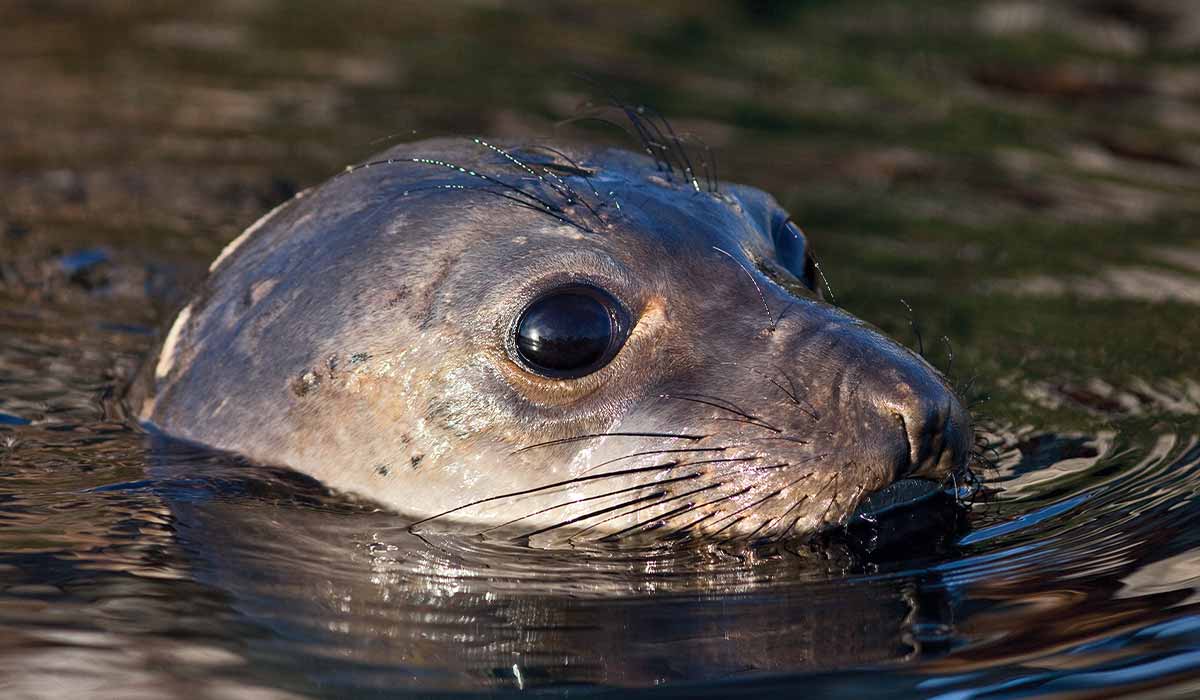 A seal pokes head out of the water and just eyes and snout can be seen