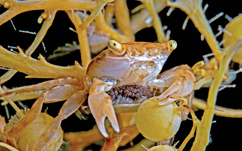A very tiny crab is holding its eggs