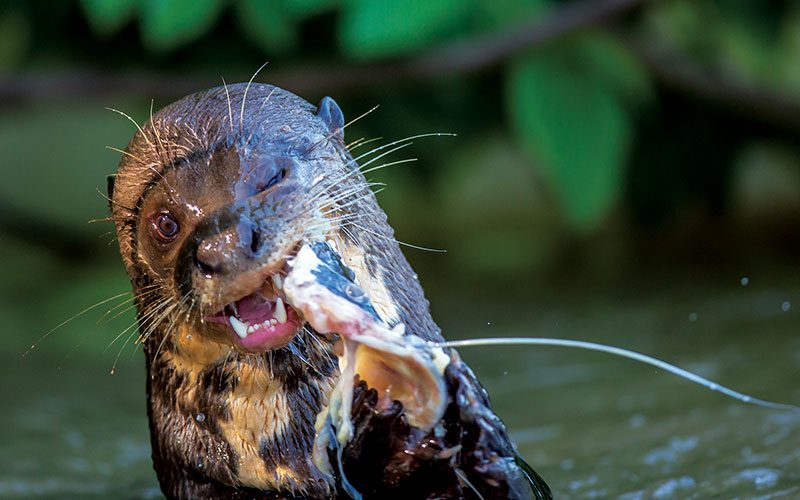 A winking otter is struggling to eat his oyster snack which he is holding with his paws