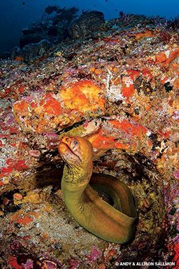 A yellow moray eel emerges from its den of coral