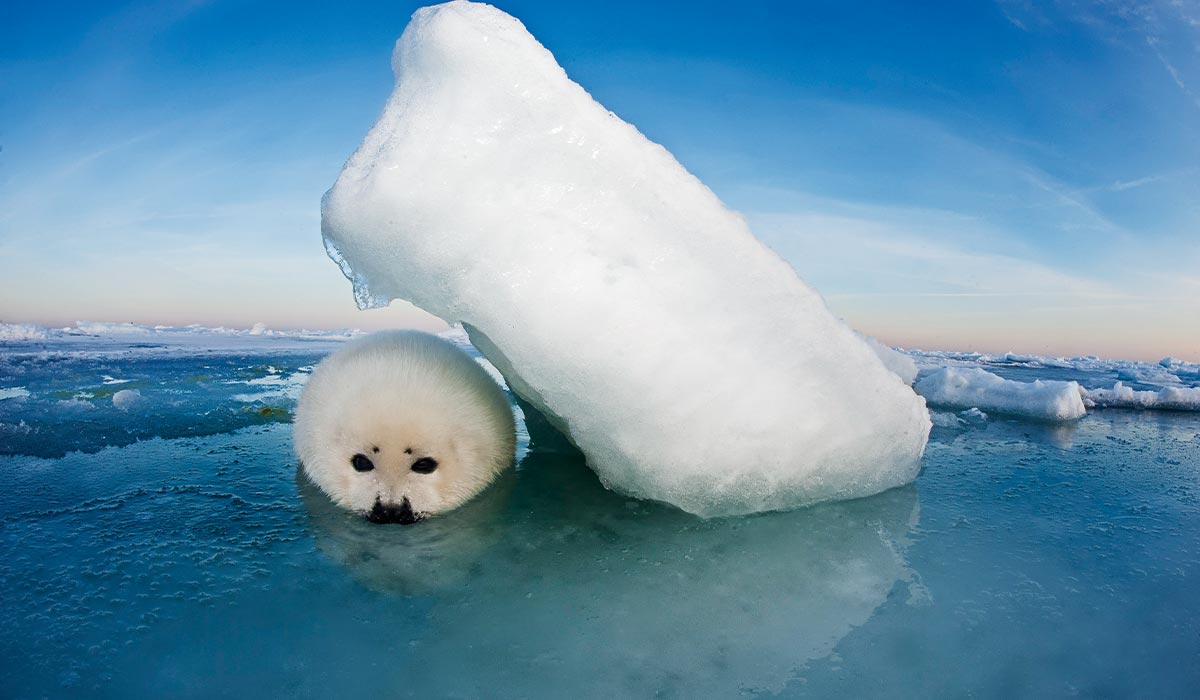 A young fluffy seal takes shelter under a large piece of ice