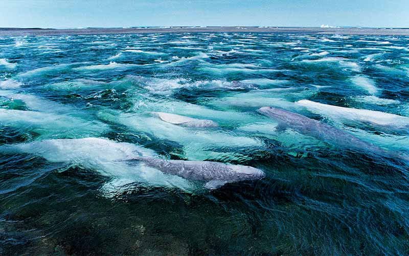 Above-ocean view of thousands of beluga whales