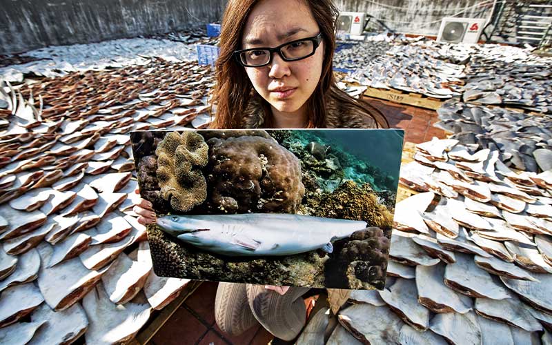 Activist sits in the middle of thousands of dried shark fins