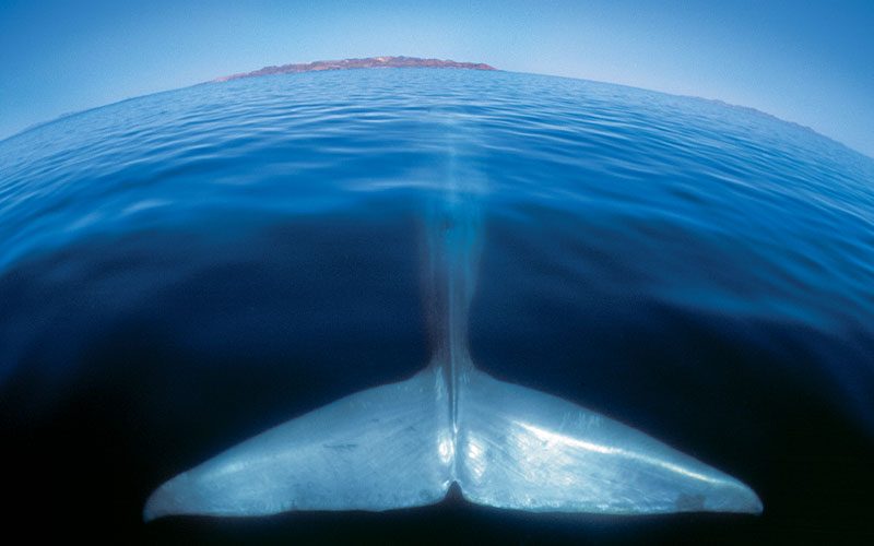 Aerial view of a blue whale tale