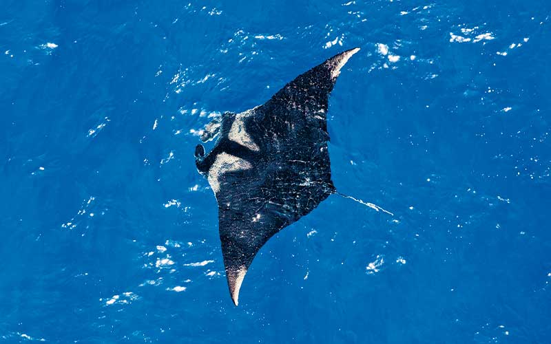Aerial view of a large manta ray swimming in the ocean