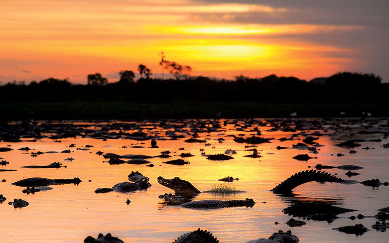 Aggregation of caiman lizards in the water at sunset