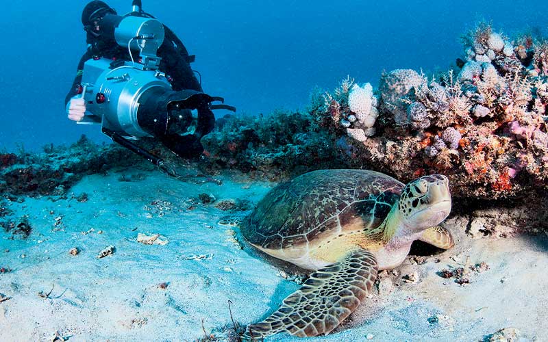 An indignant sea turtle rests in the sand and away from a diver trying to take its photo