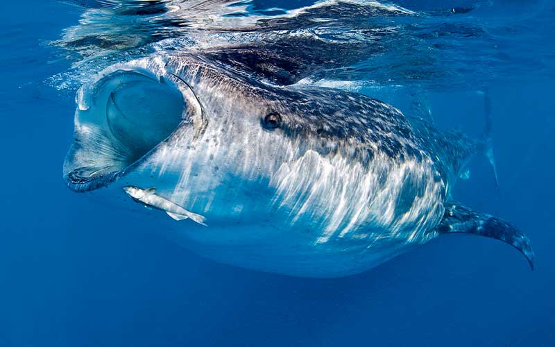 An open-mouth whale shark looks like its singing underwater