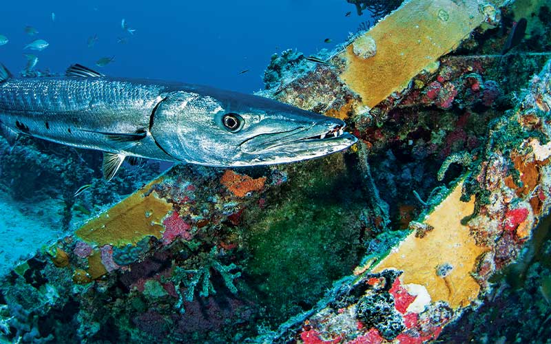 Angry-looking barracuda swims near shipwreck