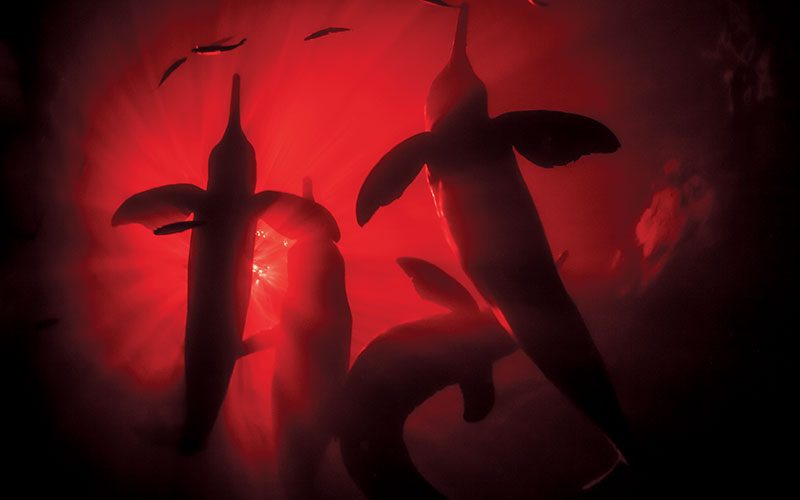 Animals swim through red water