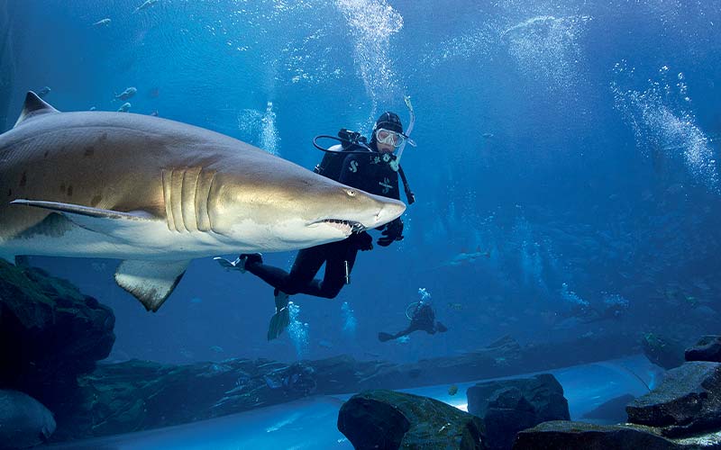 Aquarium diver swims next to a shark