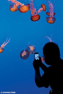 Aquarium spectator takes a cell phone photo of jellyfish