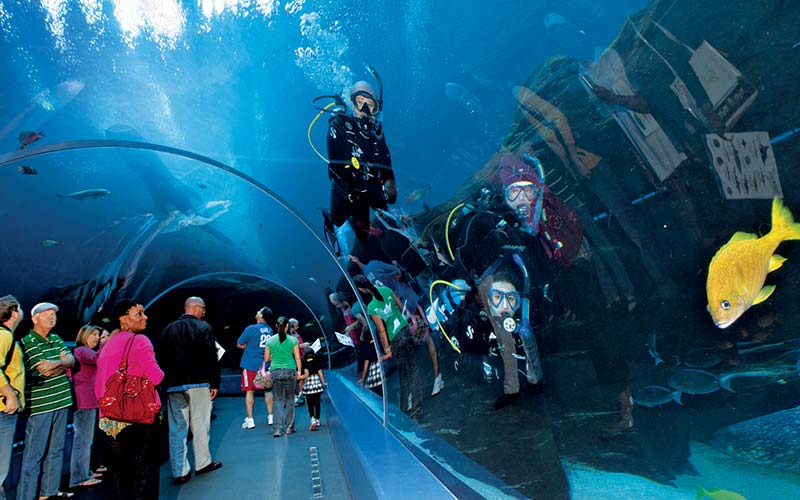Aquarium spectators walk through a tunnel and see divers