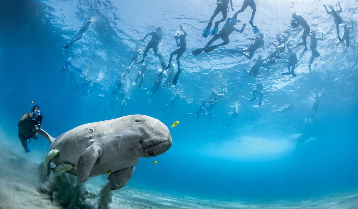 At least two dozen snorkelers observe a manatee